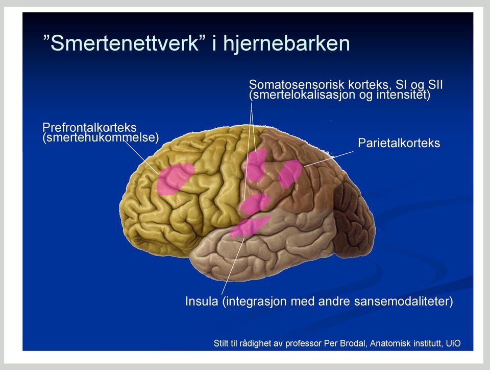 (smertehukommelse) Parietalkorteks Insula (integrasjon med andre