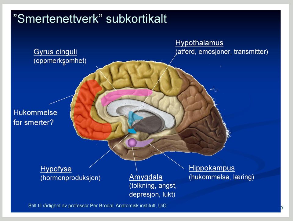 Hypofyse (hormonproduksjon) Amygdala (tolkning, angst, depresjon, lukt)