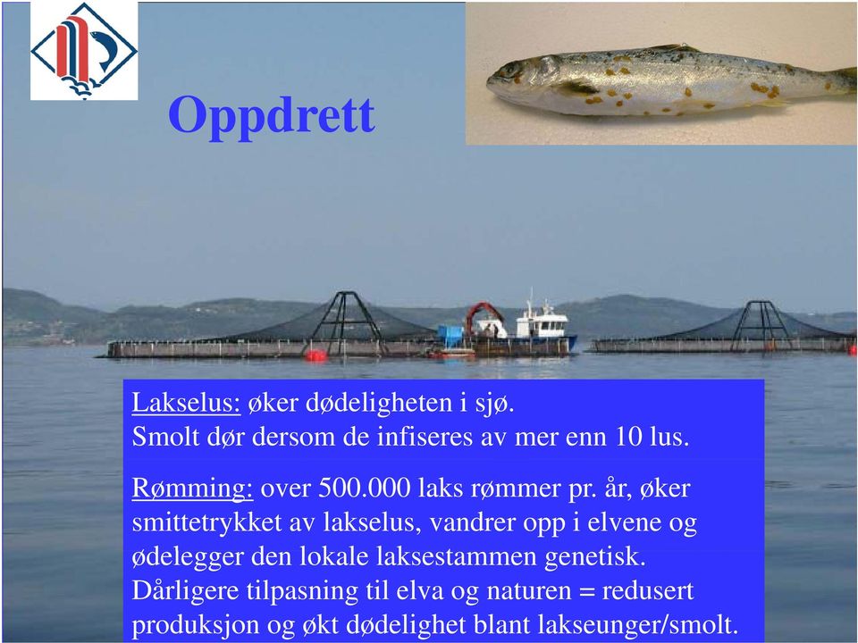 år, øker smittetrykket av lakselus, vandrer opp i elvene og ødelegger dl den lokale lkl