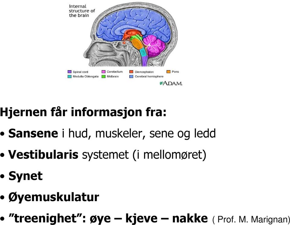 systemet (i mellomøret) Synet Øyemuskulatur