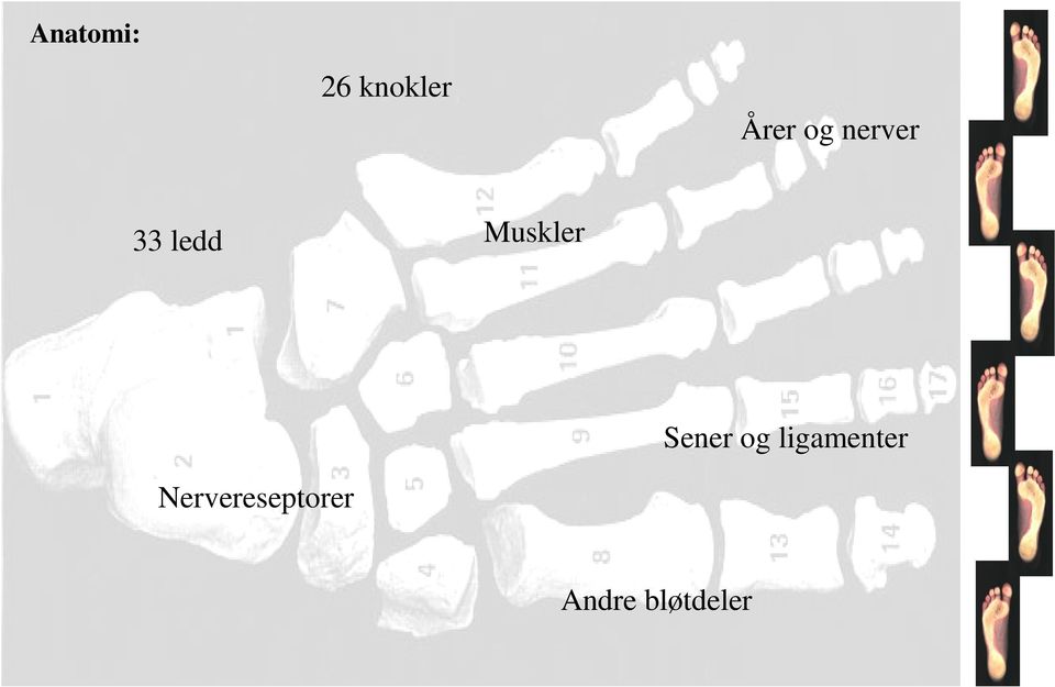 Sener og ligamenter