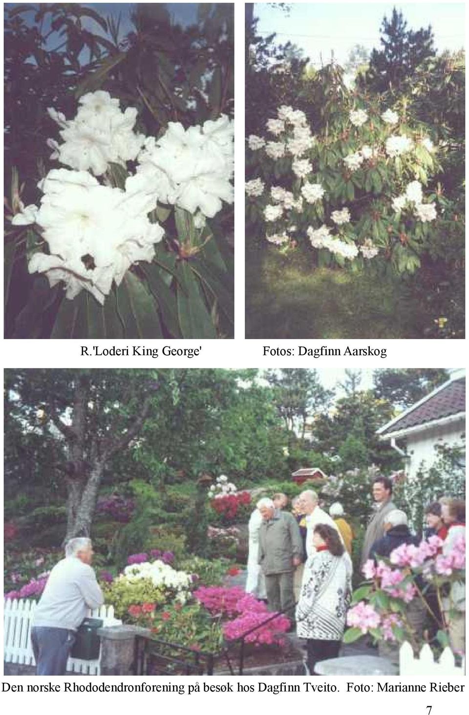 Rhododendronforening på besøk