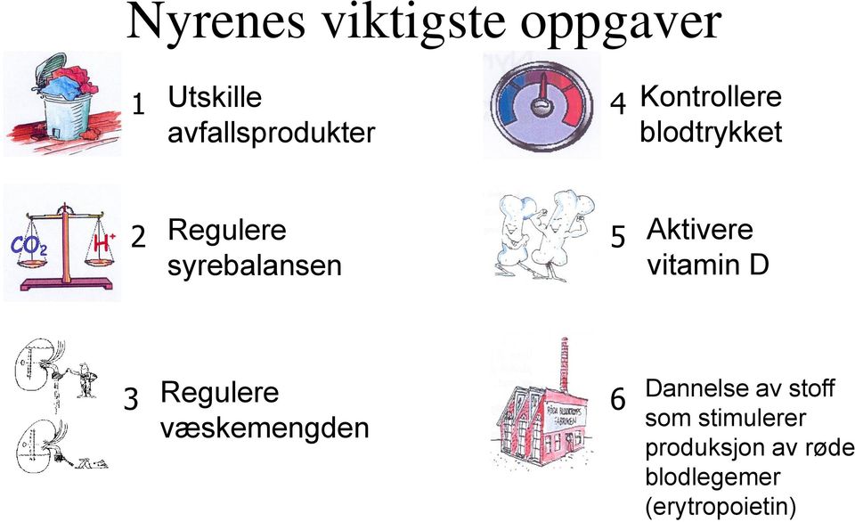 Aktivere vitamin D 3 Regulere væskemengden 6 Dannelse av