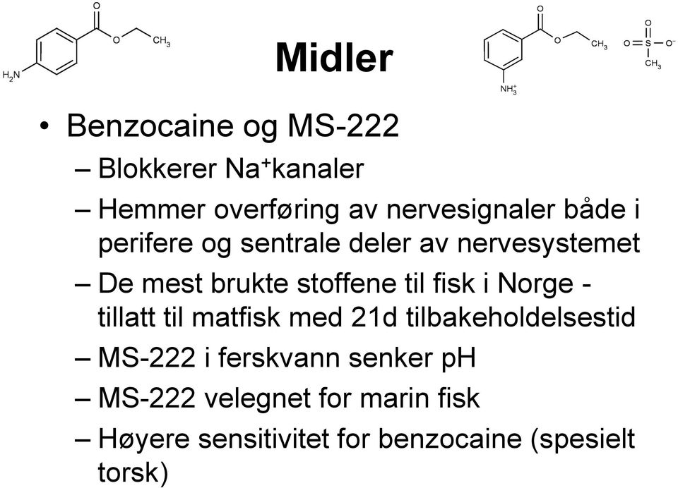 stoffene til fisk i Norge - tillatt til matfisk med 21d tilbakeholdelsestid MS-222 i