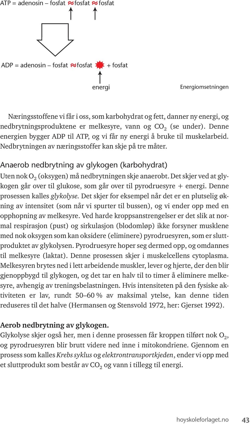 Anaerob nedbrytning av glykogen (karbohydrat) Uten nok O 2 (oksygen) må nedbrytningen skje anaerobt. Det skjer ved at glykogen går over til glukose, som går over til pyrodruesyre + energi.