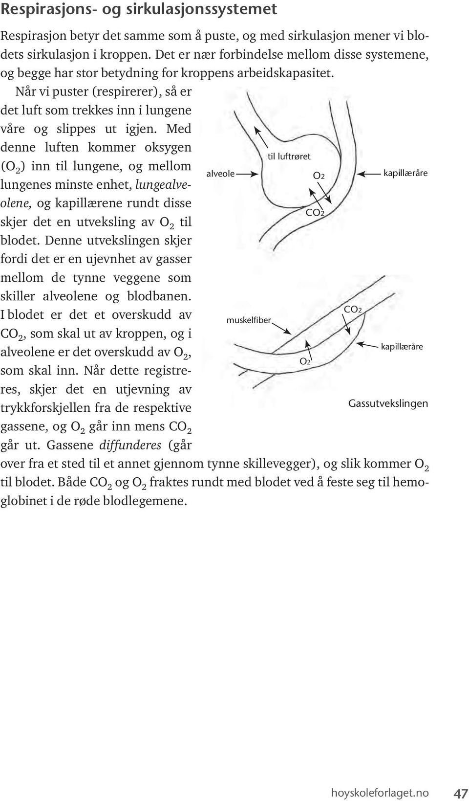 Med denne luften kommer oksygen til luftrøret (O 2 ) inn til lungene, og mellom alveole O2 kapillæråre lungenes minste enhet, lungealveolene, og kapillærene rundt disse CO2 skjer det en utveksling av