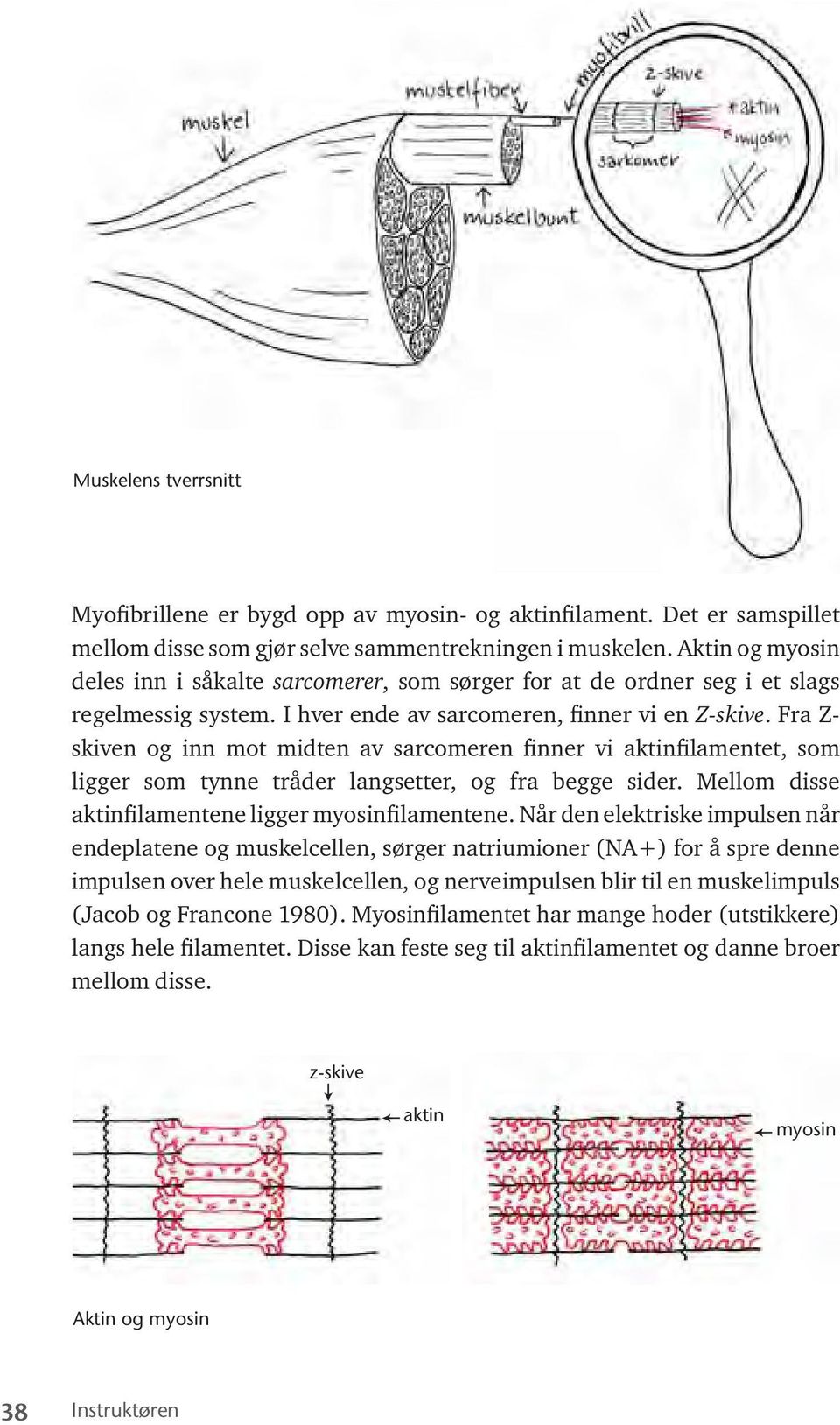 Fra Z- skiven og inn mot midten av sarcomeren finner vi aktinfilamentet, som ligger som tynne tråder langsetter, og fra begge sider. Mellom disse aktinfilamentene ligger myosinfilamentene.