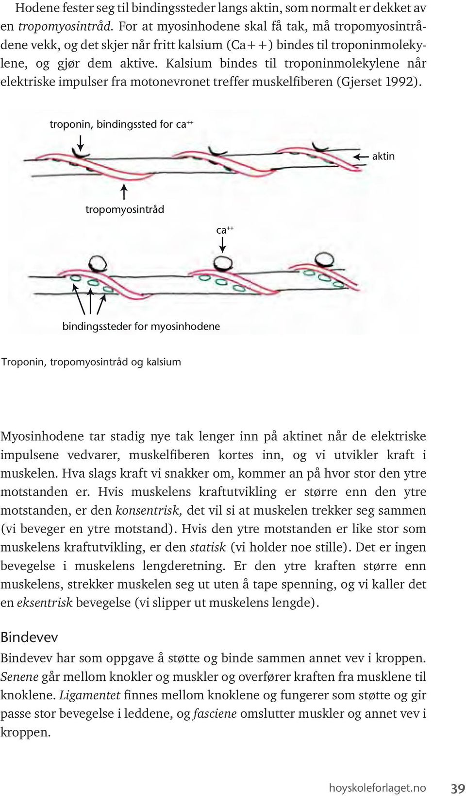 Kalsium bindes til troponinmolekylene når elektriske impulser fra motonevronet treffer muskelfiberen (Gjerset 1992).