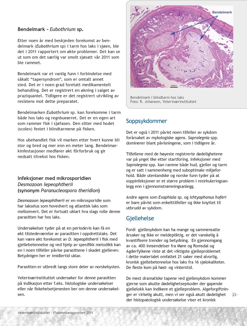 Det er i noen grad foretatt medikamentell behandling. Det er registrert en økning i salget av praziquantel. Tidligere er det registrert utvikling av resistens mot dette preparatet.