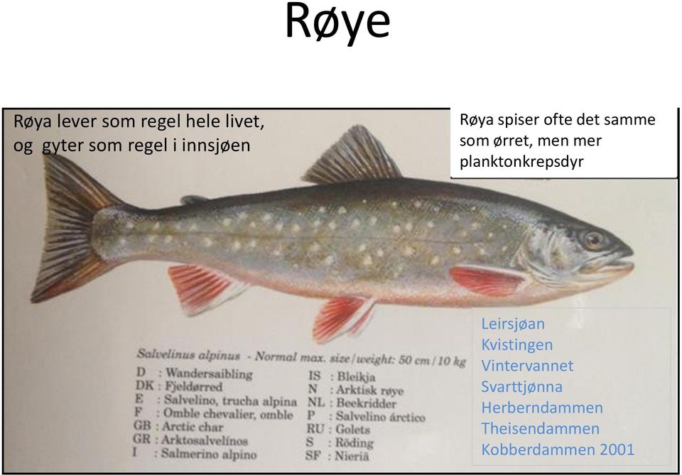 men mer planktonkrepsdyr Leirsjøan Kvistingen