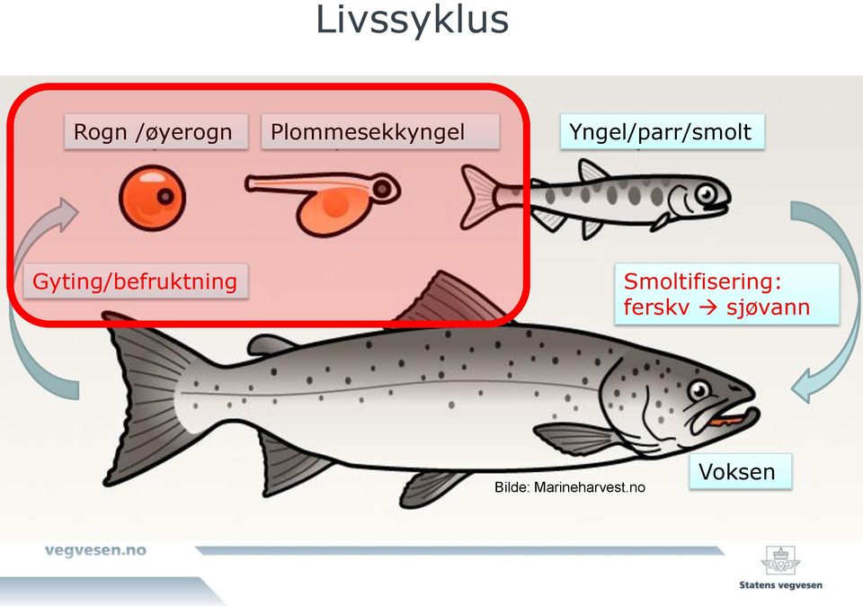 Gyting/befruktning Smoltifisering: