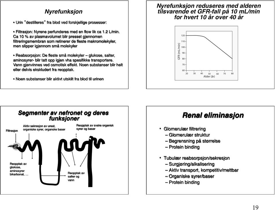 Ca 10 % av plasmavolumet blir presset gjennomen filtreringsmembran som retinerer de fleste makromolekyler, men slipper igjennom små molekyler Reabsorpsjon: De fleste små molekyler glukose, salter,