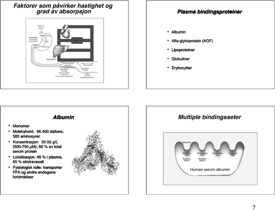 400 daltons; 585 aminosyrer Konsentrasjon: 35-50 g/l (500-750 µm); 60 % av total serum protein