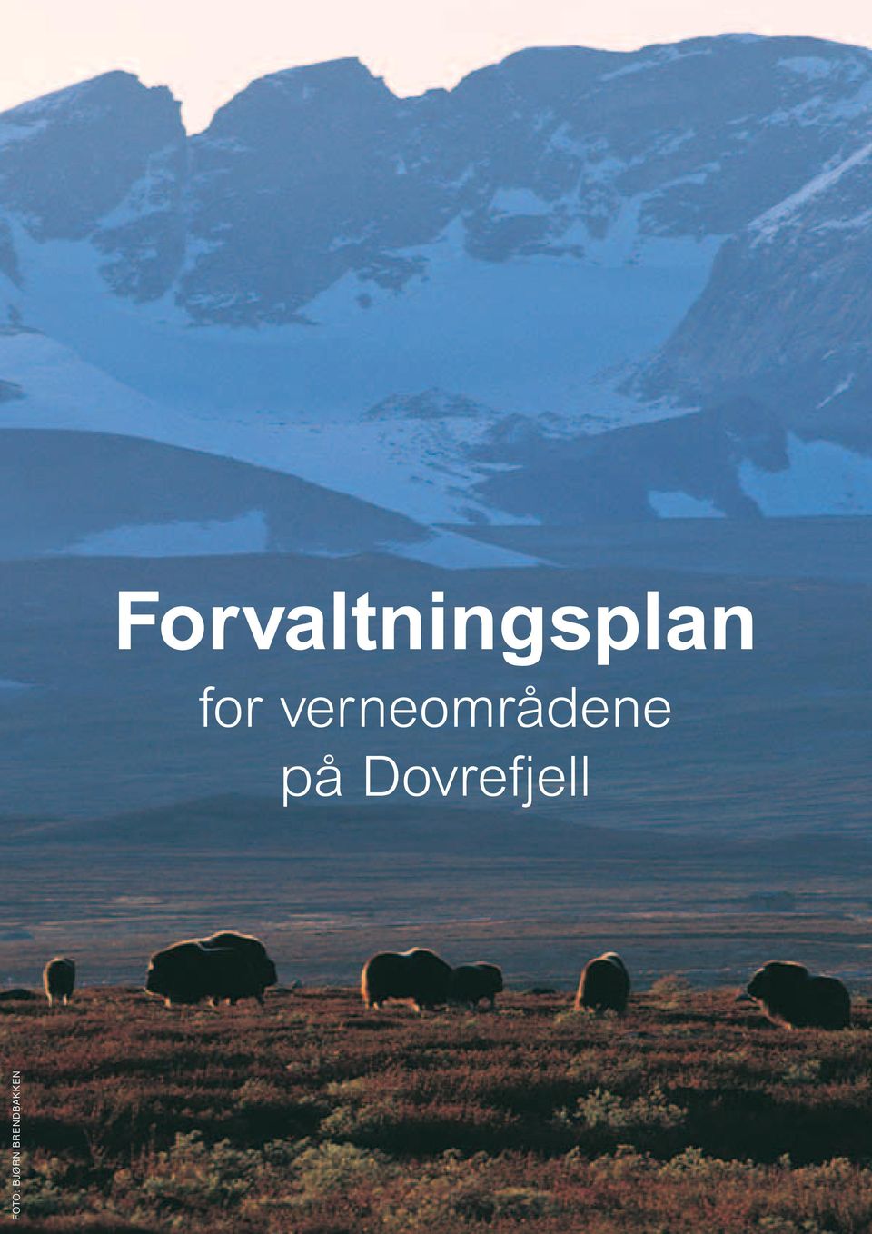 på Dovrefjell