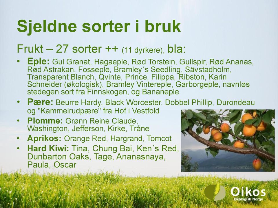 sort fra Finnskogen, og Bananeple Pære: Beurre Hardy, Black Worcester, Dobbel Phillip, Durondeau og "Kammelrudpære" fra Hof i Vestfold Plomme: Grønn Reine