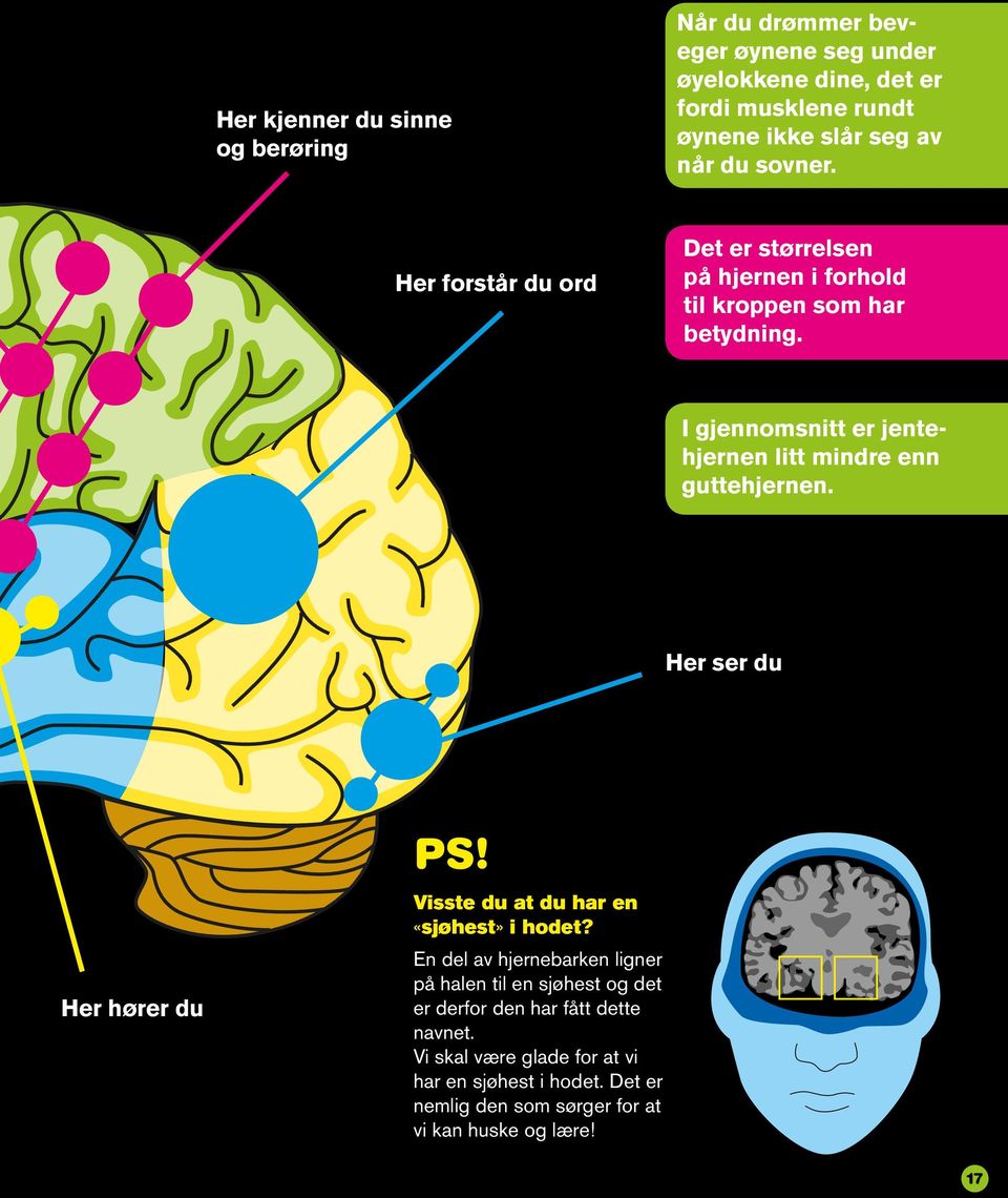 I gjennomsnitt er jentehjernen litt mindre enn guttehjernen. Her ser du Her hører du PS! Visste du at du har en «sjøhest» i hodet?