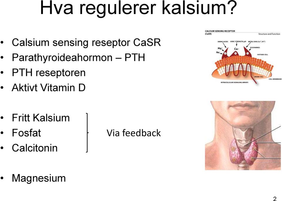 Parathyroideahormon PTH PTH reseptoren