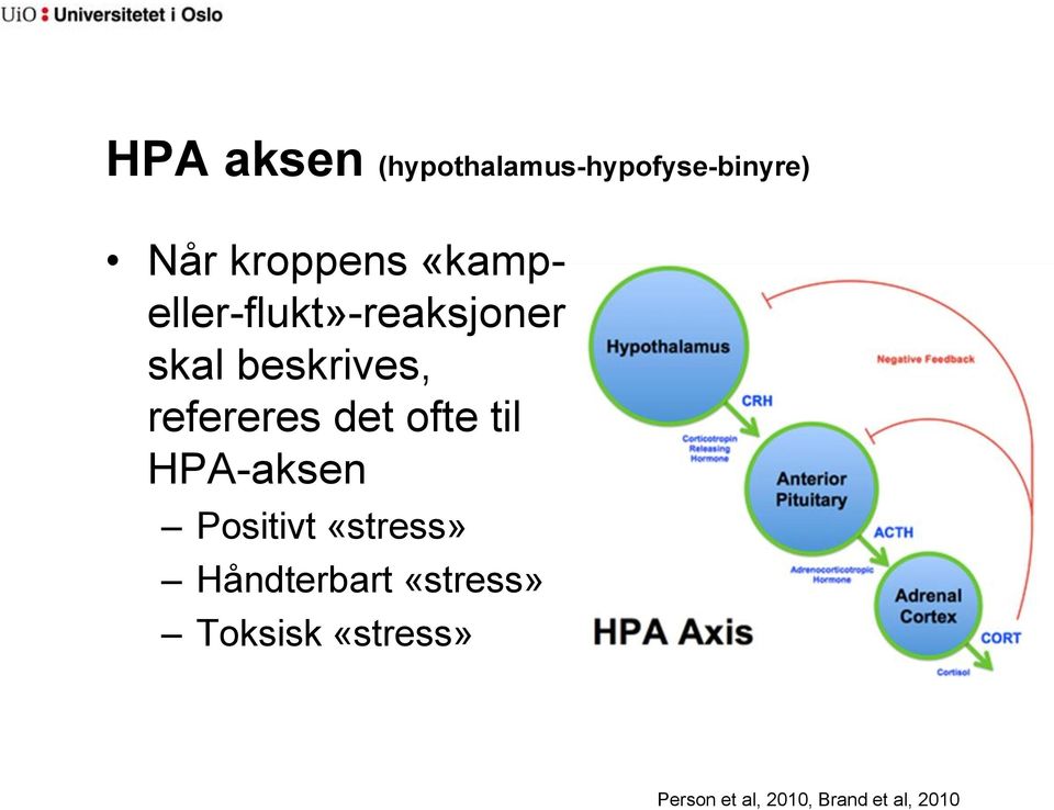 det ofte til HPA-aksen Positivt «stress» Håndterbart