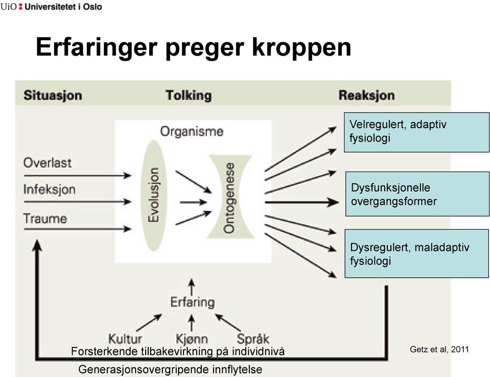 maladaptiv fysiologi Forsterkende tilbakevirkning på