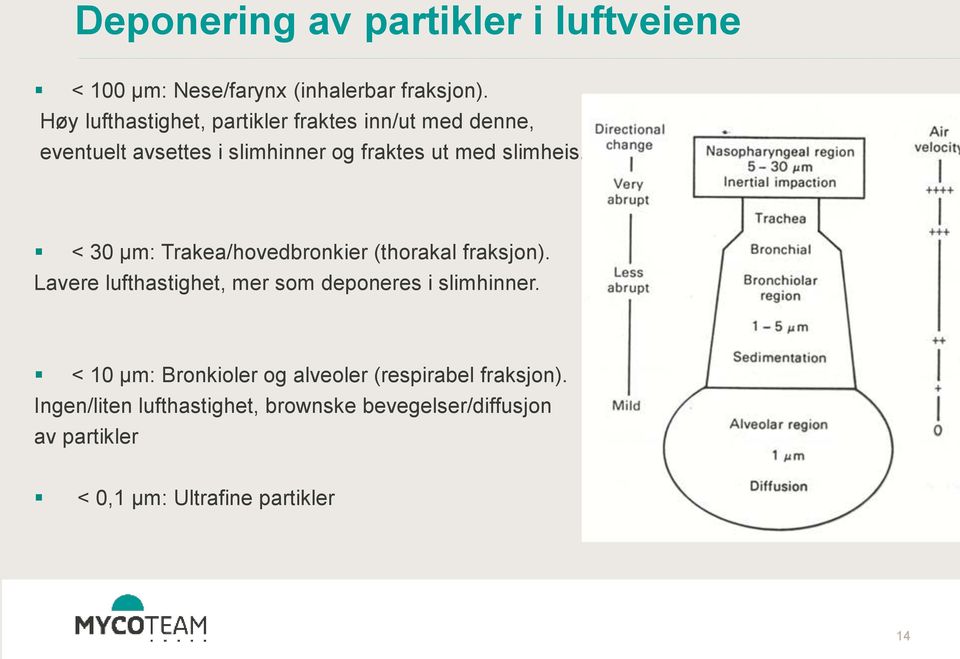 < 30 μm: Trakea/hovedbronkier (thorakal fraksjon). Lavere lufthastighet, mer som deponeres i slimhinner.