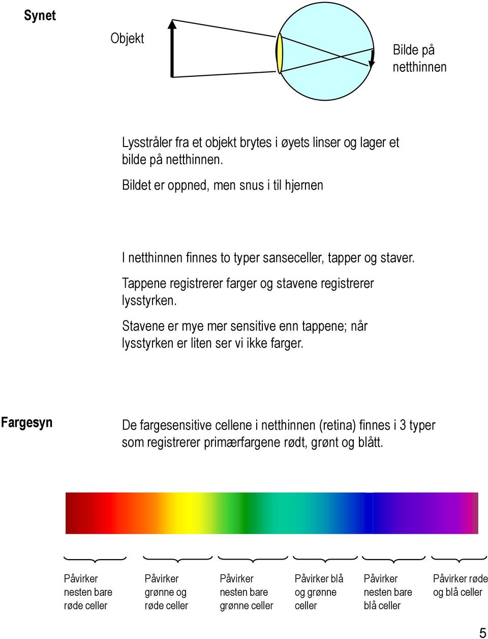 Stavene er mye mer sensitive enn tappene; når lysstyrken er liten ser vi ikke farger.