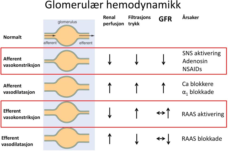 SNS aktivering Adenosin NSAIDs Ca blokkere α 1 blokkade Efferent