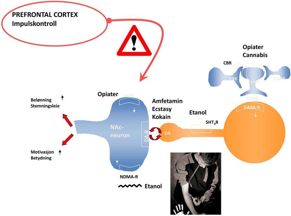 Opiater MOR NAcneuron Amfetamin Ecstasy Kokain DA