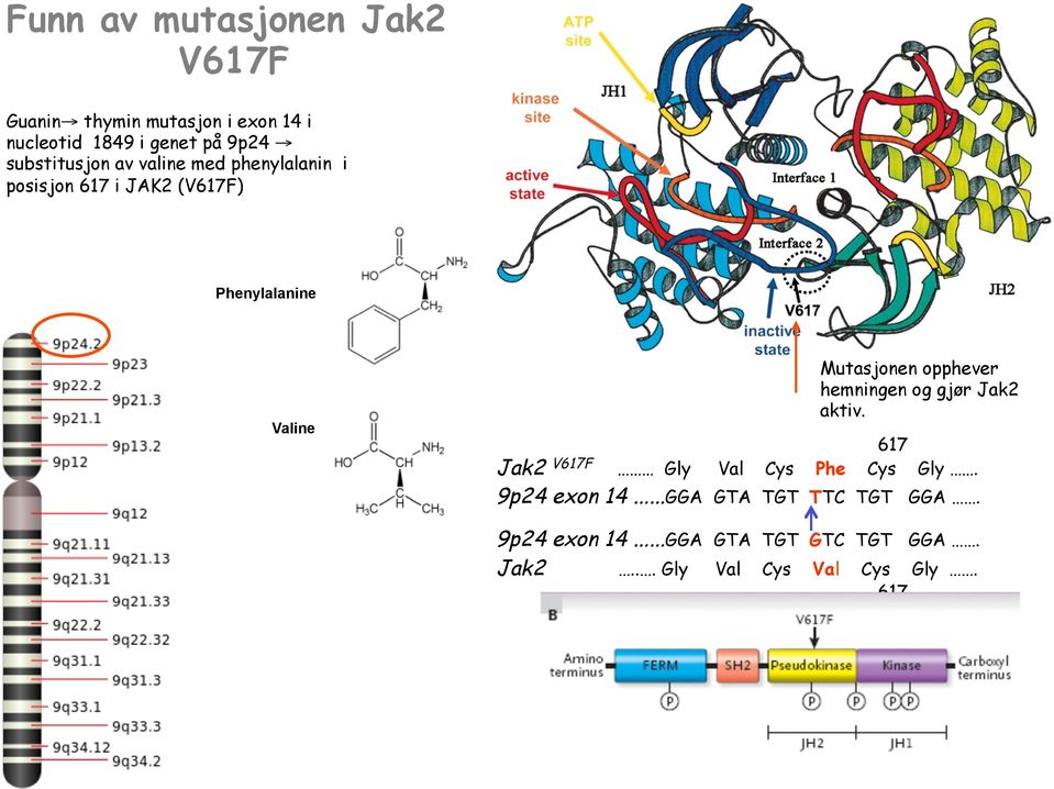 Mutasjonen opphever hemningen og gjør Jak2 aktiv. 617 Jak2 V617F Gly Val Cys Phe Cys Gly.