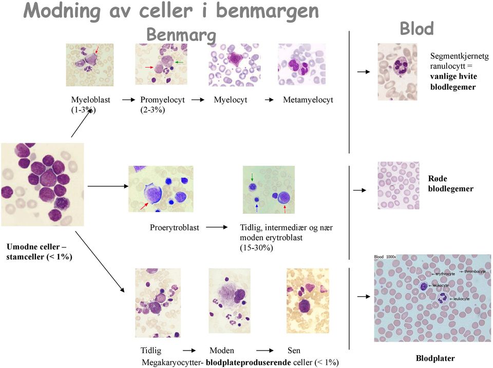 blodlegemer Umodne celler stamceller (< 1%) Proerytroblast Tidlig, intermediær og nær