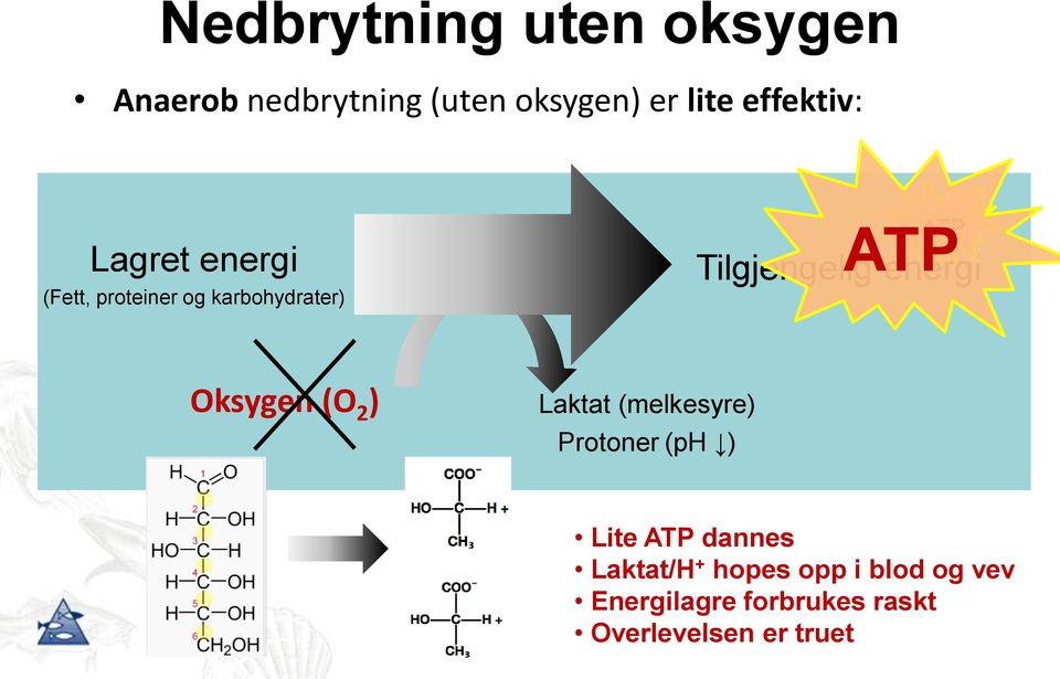 Tilgjengelig energi Oksygen (O 2 ) Laktat (melkesyre) Protoner (ph ) Lite