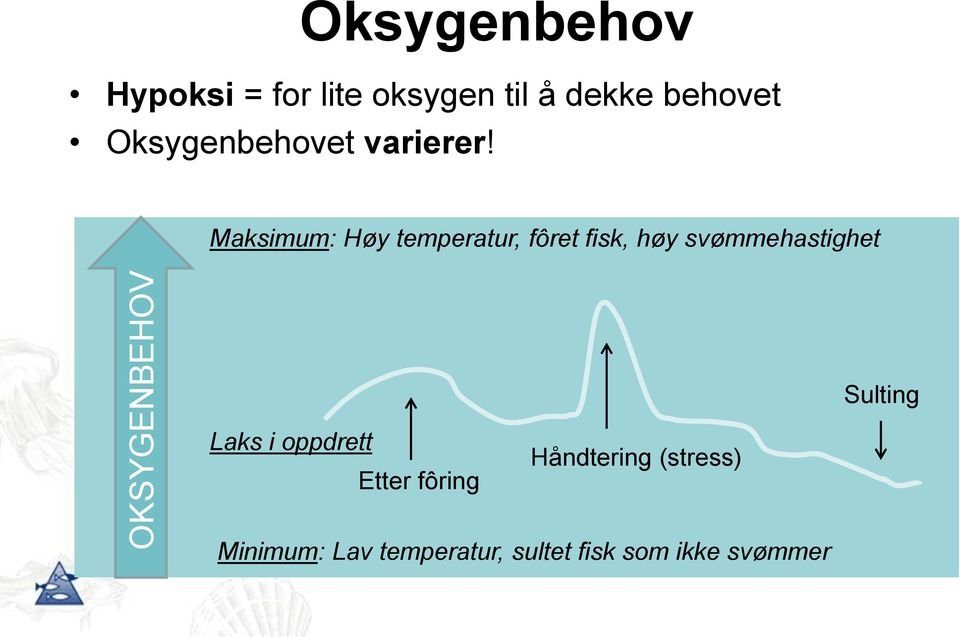 Maksimum: Høy temperatur, fôret fisk, høy svømmehastighet Sulting