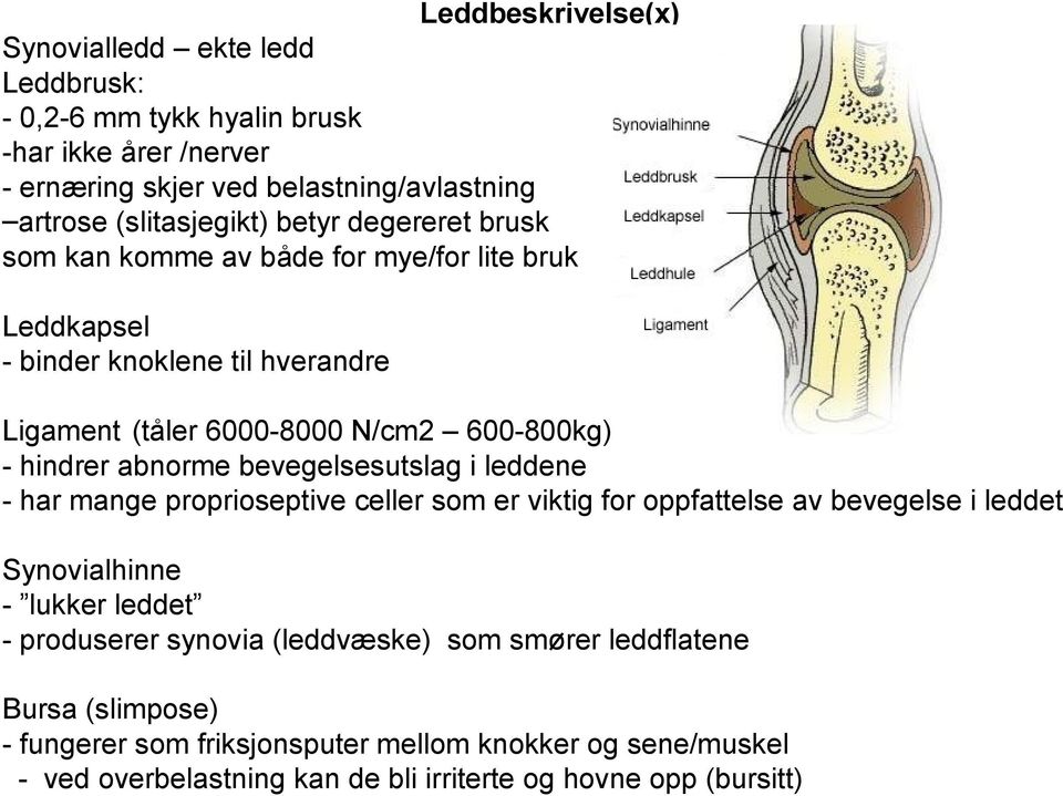 bevegelsesutslag i leddene - har mange proprioseptive celler som er viktig for oppfattelse av bevegelse i leddet Synovialhinne - lukker leddet - produserer synovia