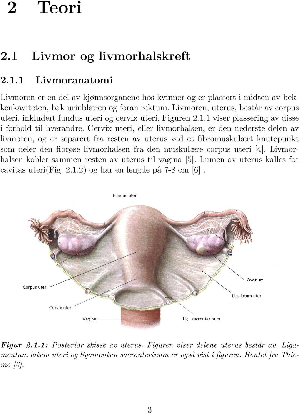 Cervix uteri, eller livmorhalsen, er den nederste delen av livmoren, og er separert fra resten av uterus ved et fibromuskulært knutepunkt som deler den fibrøse livmorhalsen fra den muskulære corpus