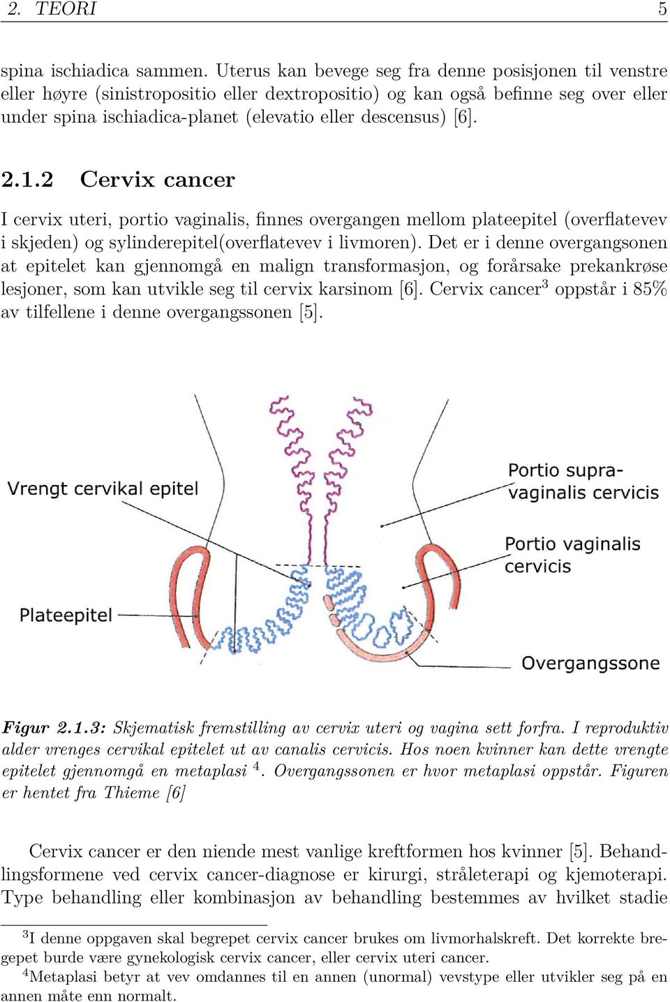 [6]. 2.1.2 Cervix cancer I cervix uteri, portio vaginalis, finnes overgangen mellom plateepitel (overflatevev i skjeden) og sylinderepitel(overflatevev i livmoren).