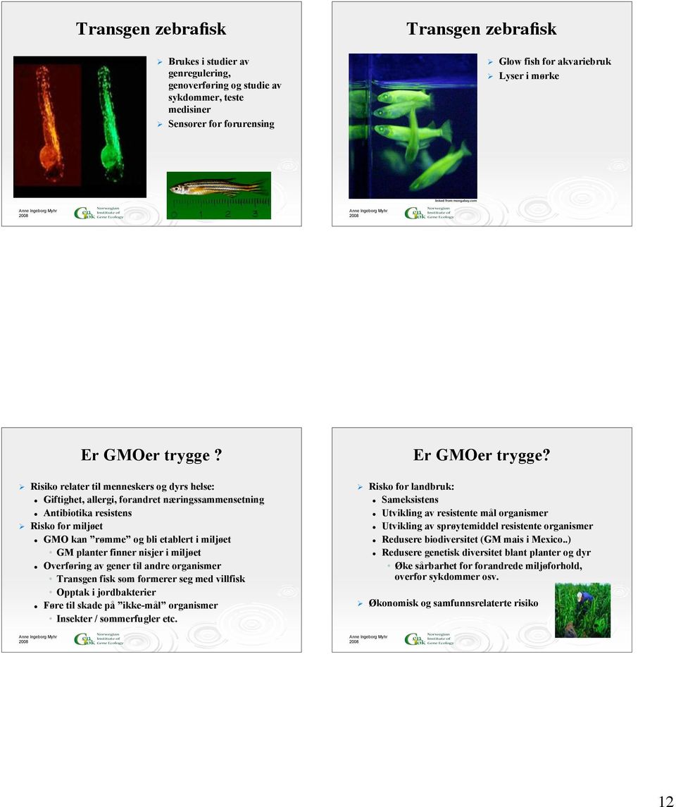 Risiko relater til menneskers og dyrs helse: Giftighet, allergi, forandret næringssammensetning Antibiotika resistens Risko for miljøet GMO kan rømme og bli etablert i miljøet GM planter finner