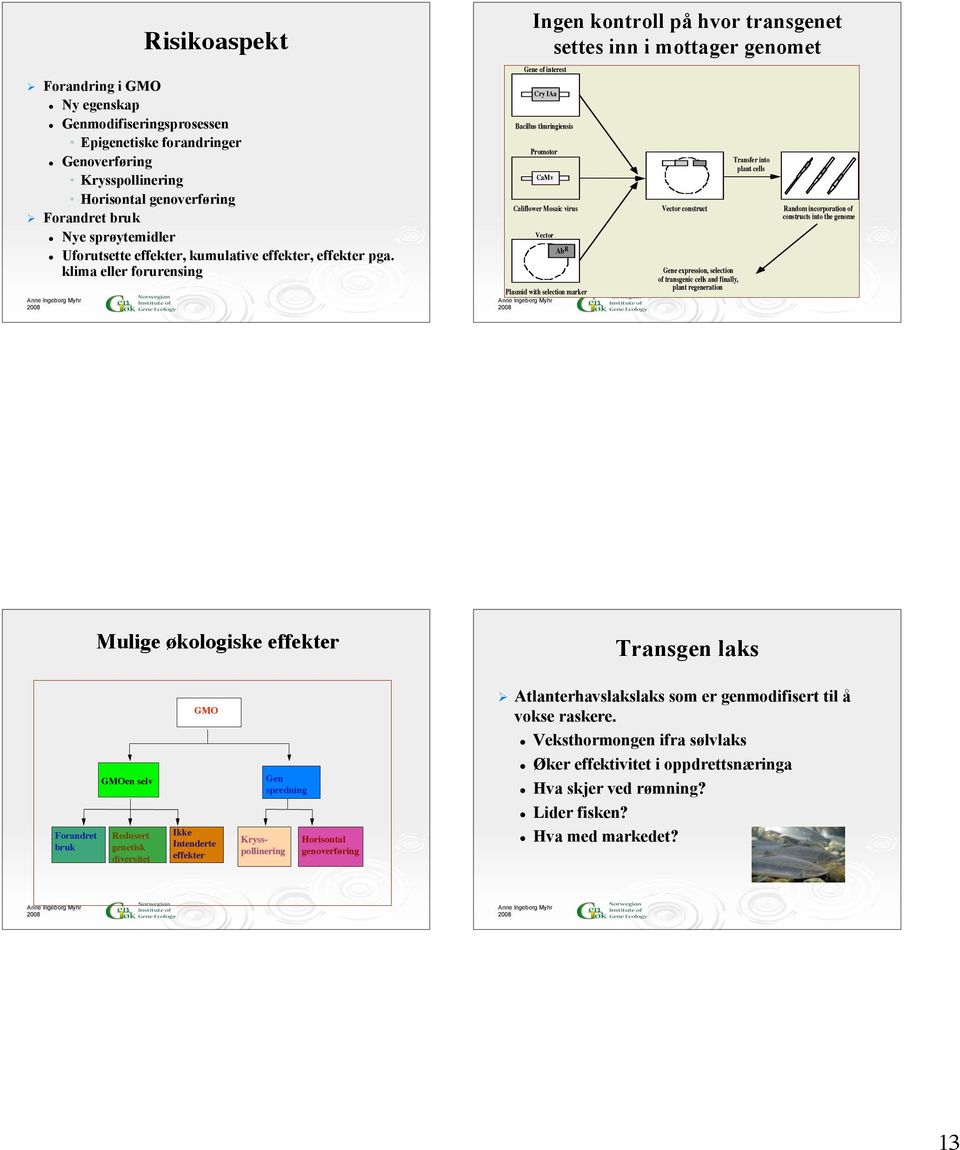 klima eller forurensing Ingen kontroll på hvor transgenet settes inn i mottager genomet Gene of interest Cry IAa Bacillus thuringiensis Promotor CaMv Califlower Mosaic virus Vector Ab R Plasmid with