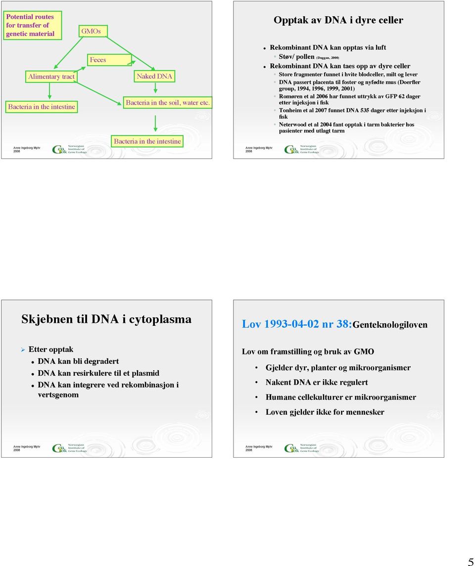 Bacteria in the intestine Støv/ pollen (Duggan, 2000) Rekombinant DNA kan taes opp av dyre celler Store fragmenter funnet i hvite blodceller, milt og lever DNA passert placenta til foster og nyfødte
