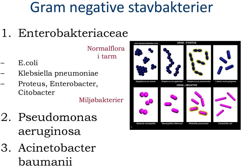 coli Klebsiella pneumoniae Proteus, Enterobacter,