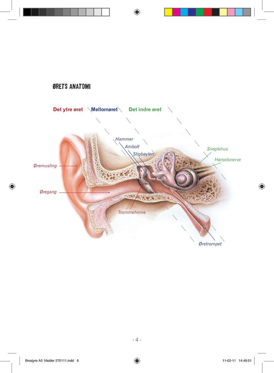 Hørselsnerve Øregang Trommehinne Øretrompet - 4 -