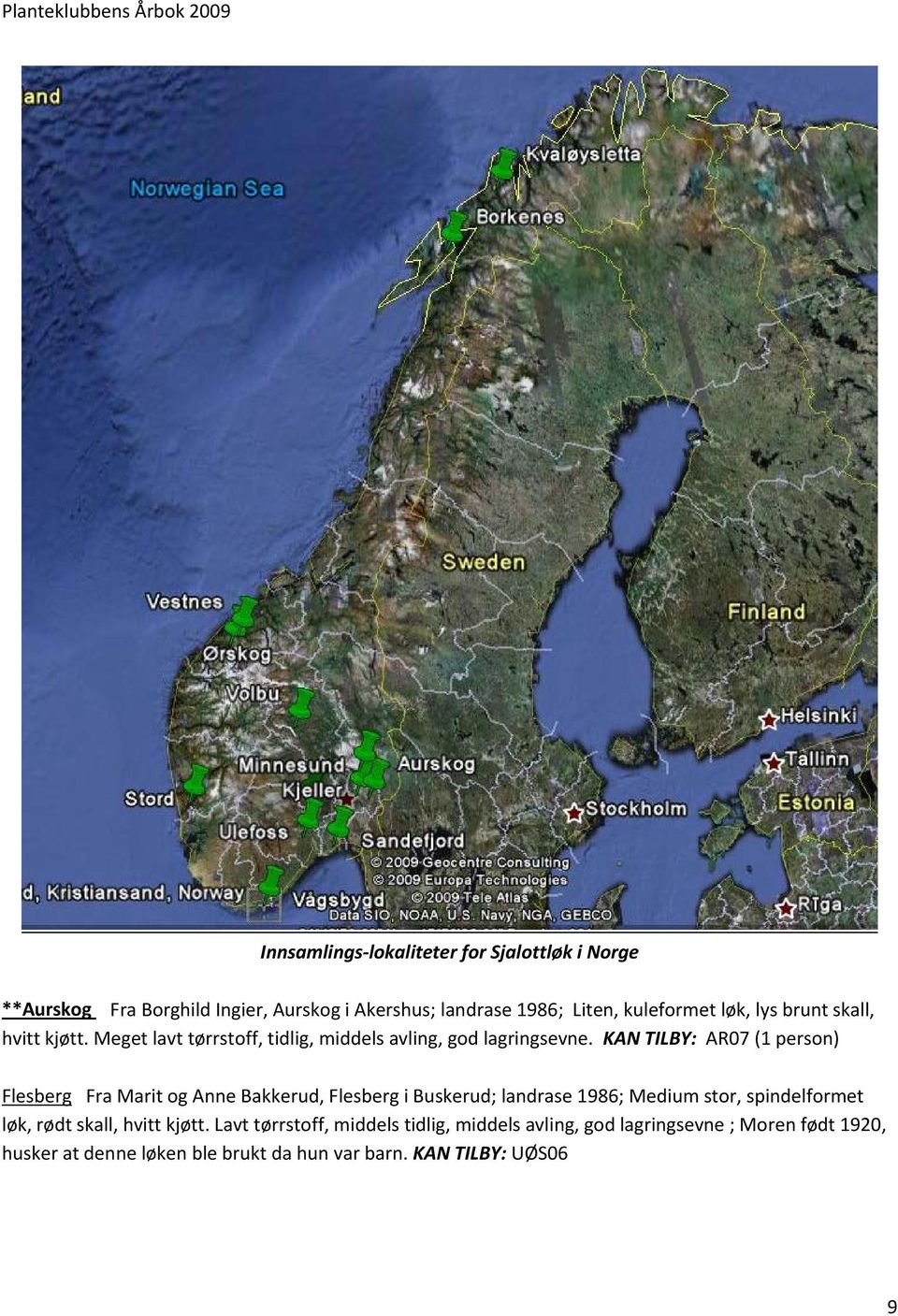 KAN TILBY: AR07 (1 person) Flesberg Fra Marit og Anne Bakkerud, Flesberg i Buskerud; landrase 1986; Medium stor, spindelformet løk,