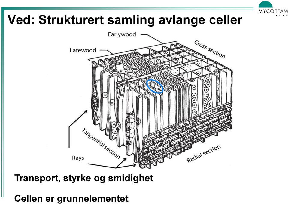 Transport, styrke og