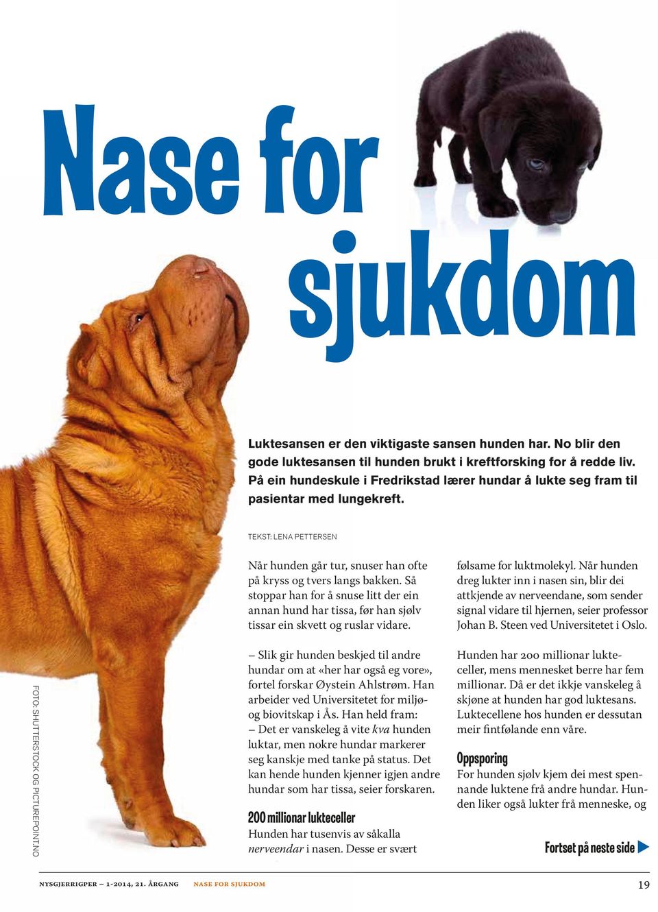 NO Når hunden går tur, snuser han ofte på kryss og tvers langs bakken. Så stoppar han for å snuse litt der ein annan hund har tissa, før han sjølv tissar ein skvett og ruslar vidare.