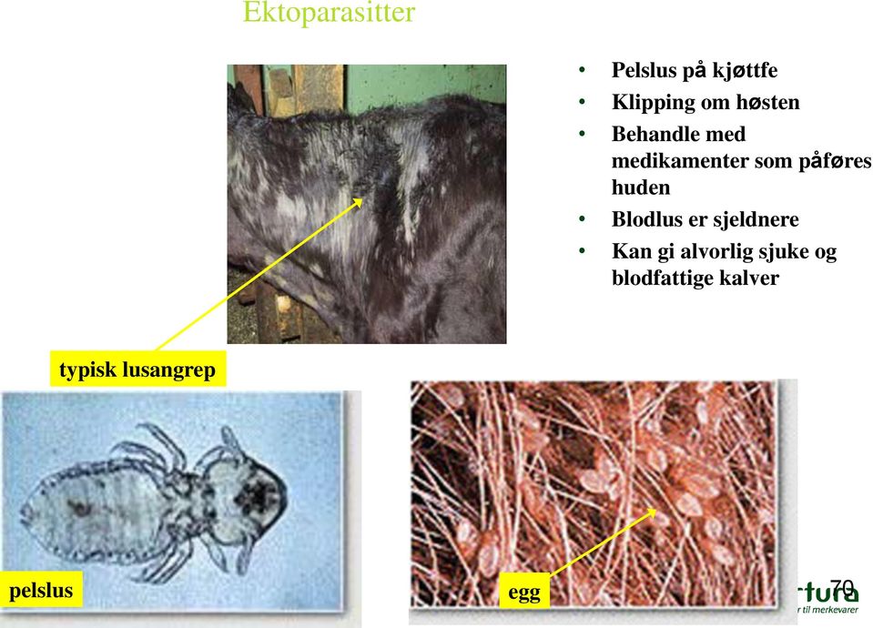 Blodlus er sjeldnere Kan gi alvorlig sjuke og