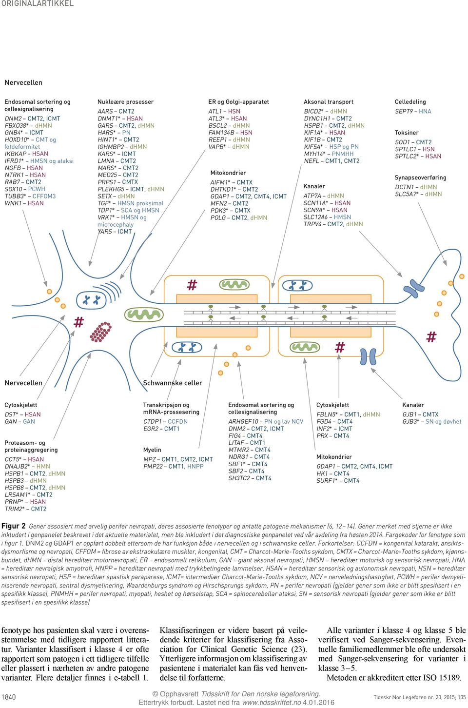 TGF* HMSN proksimal TDP1* SCA og HMSN VRK1* HMSN og microcephaly YARS ICMT ER og Golgi-apparatet ATL1 HSN ATL3* HSAN BSCL2 dhmn FAM134B HSN REEP1 dhmn VAPB* dhmn Mitokondrier AIFM1* CMTX DHTKD1* CMT2