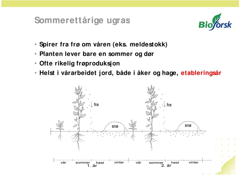 og dør Ofte rikelig frøproduksjon Helst i