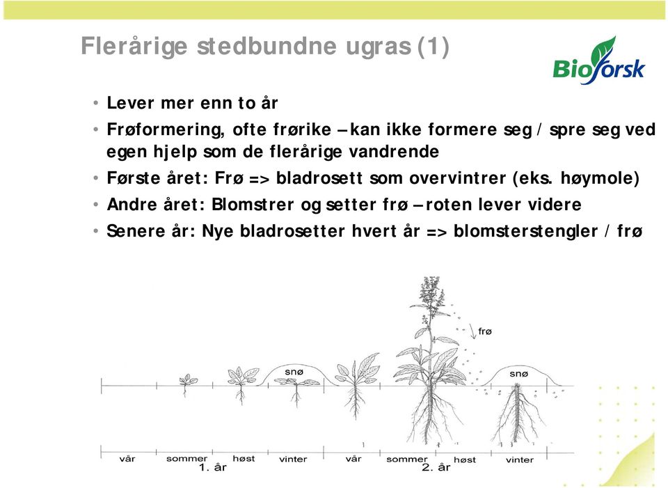 Frø => bladrosett som overvintrer (eks.