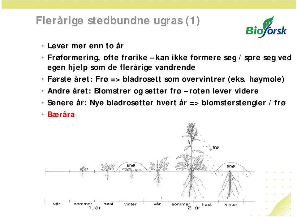 Frø => bladrosett som overvintrer (eks.