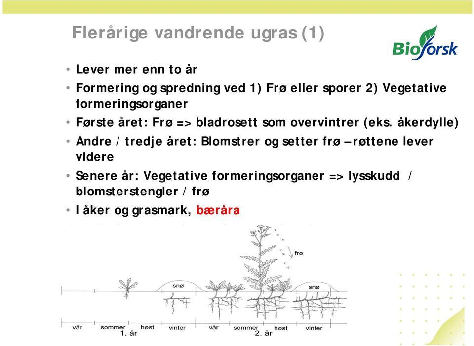 åkerdylle) Andre / tredje året: Blomstrer og setter frø røttene lever videre Senere år: