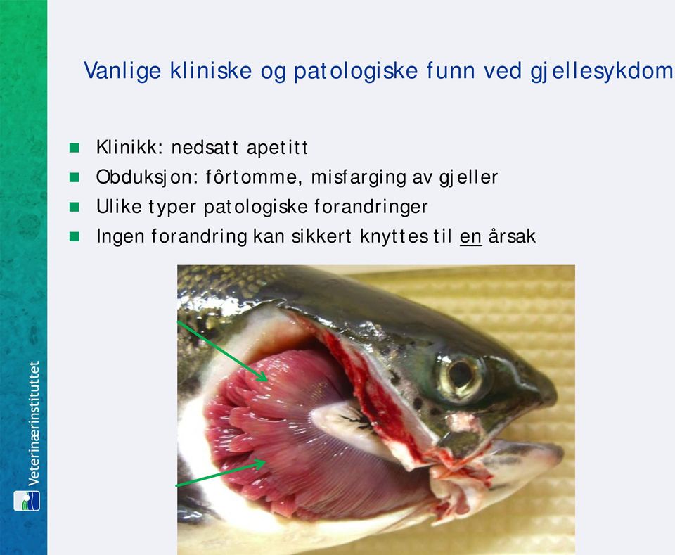 fôrtomme, misfarging av gjeller Ulike typer