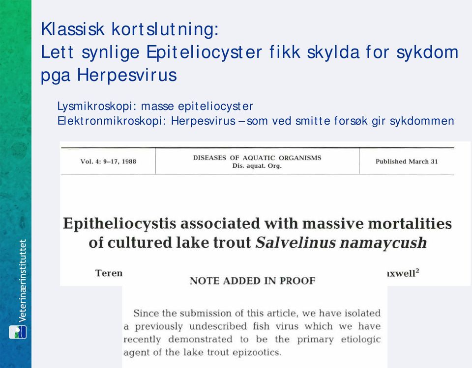 Herpesvirus Lysmikroskopi: masse epiteliocyster